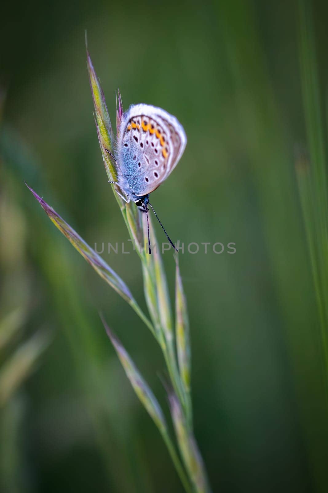 Close up of a beautiful butterfly (Common Blue,Polyommatus icarus). by Digoarpi