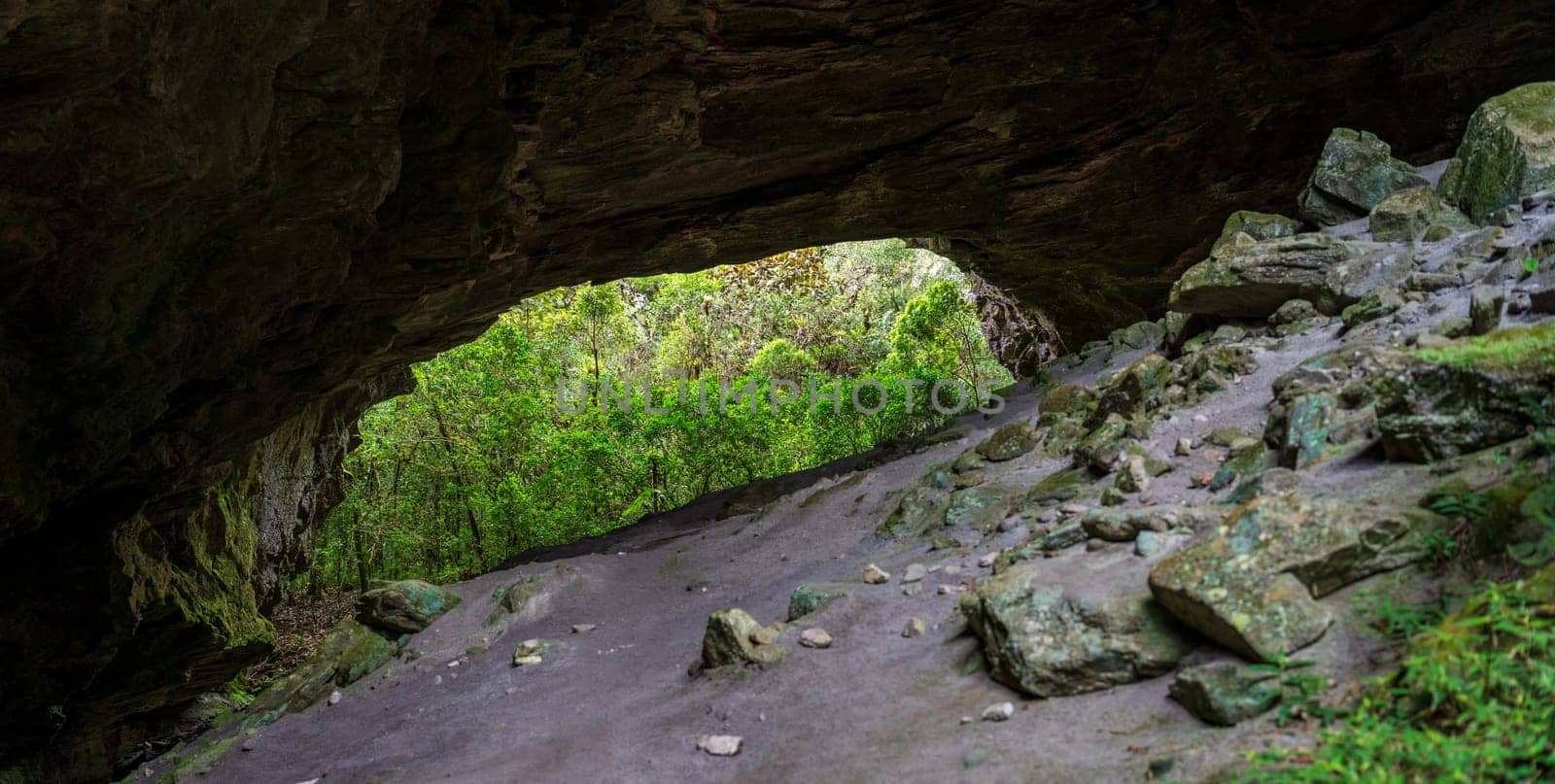 Tranquil cave entrance showcases a lush forest.