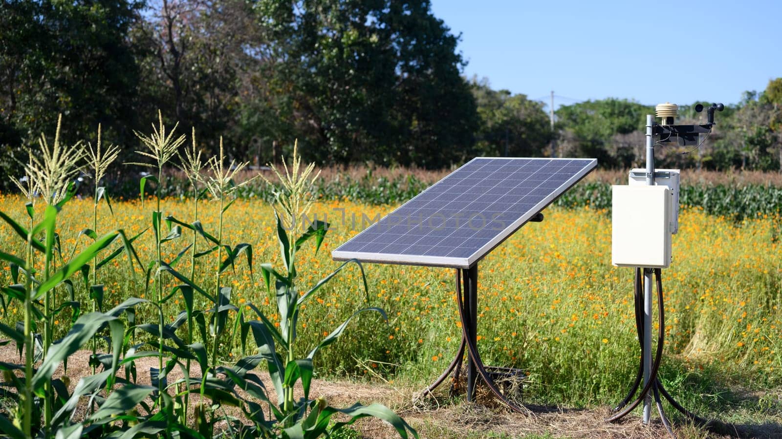 Small solar panels corn field with. Renewable energy and agriculture concept.