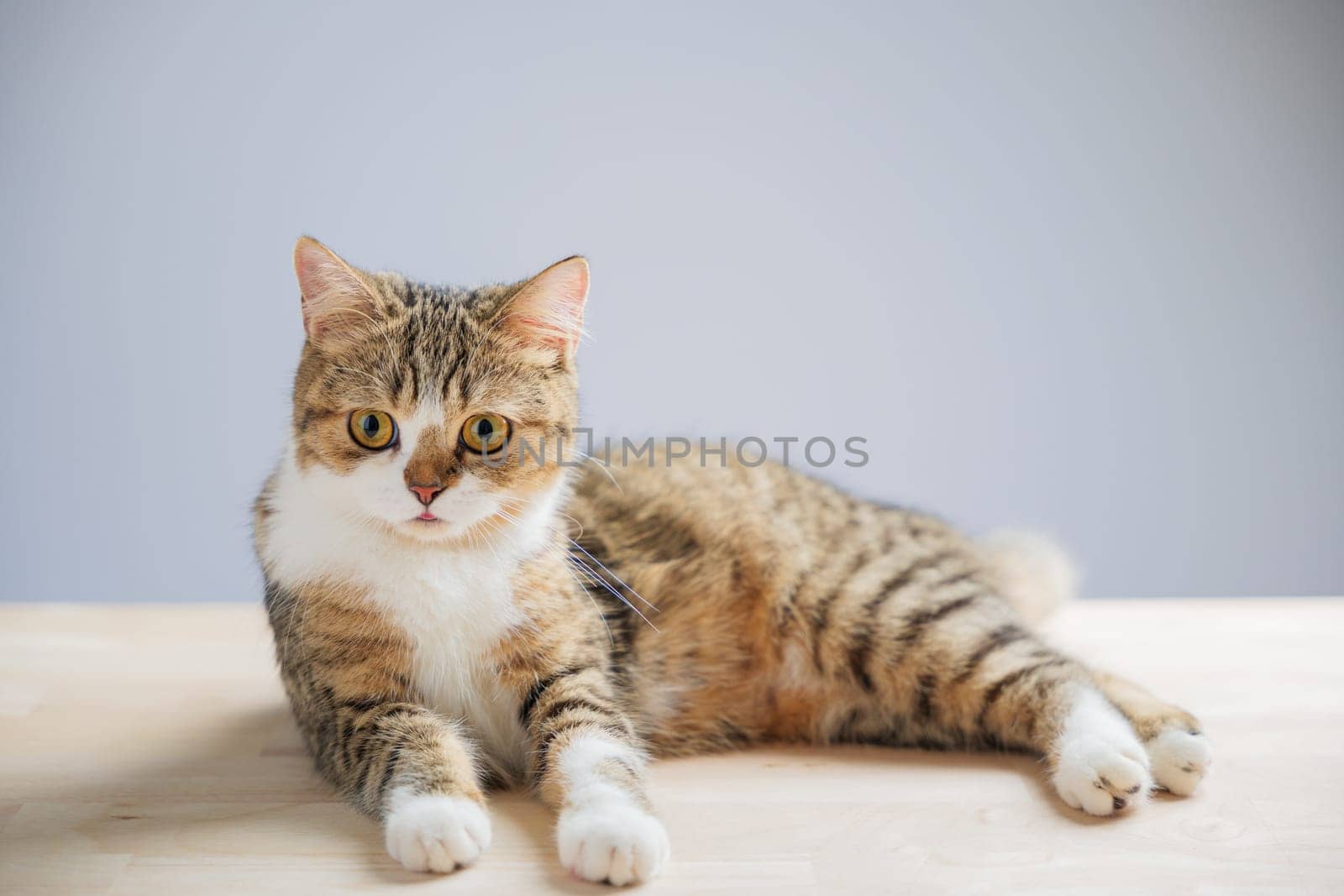 The isolated image captures a cheerful little grey Scottish Fold cat on a white background, standing with a straight tail, showcasing its playful and endearing nature.
