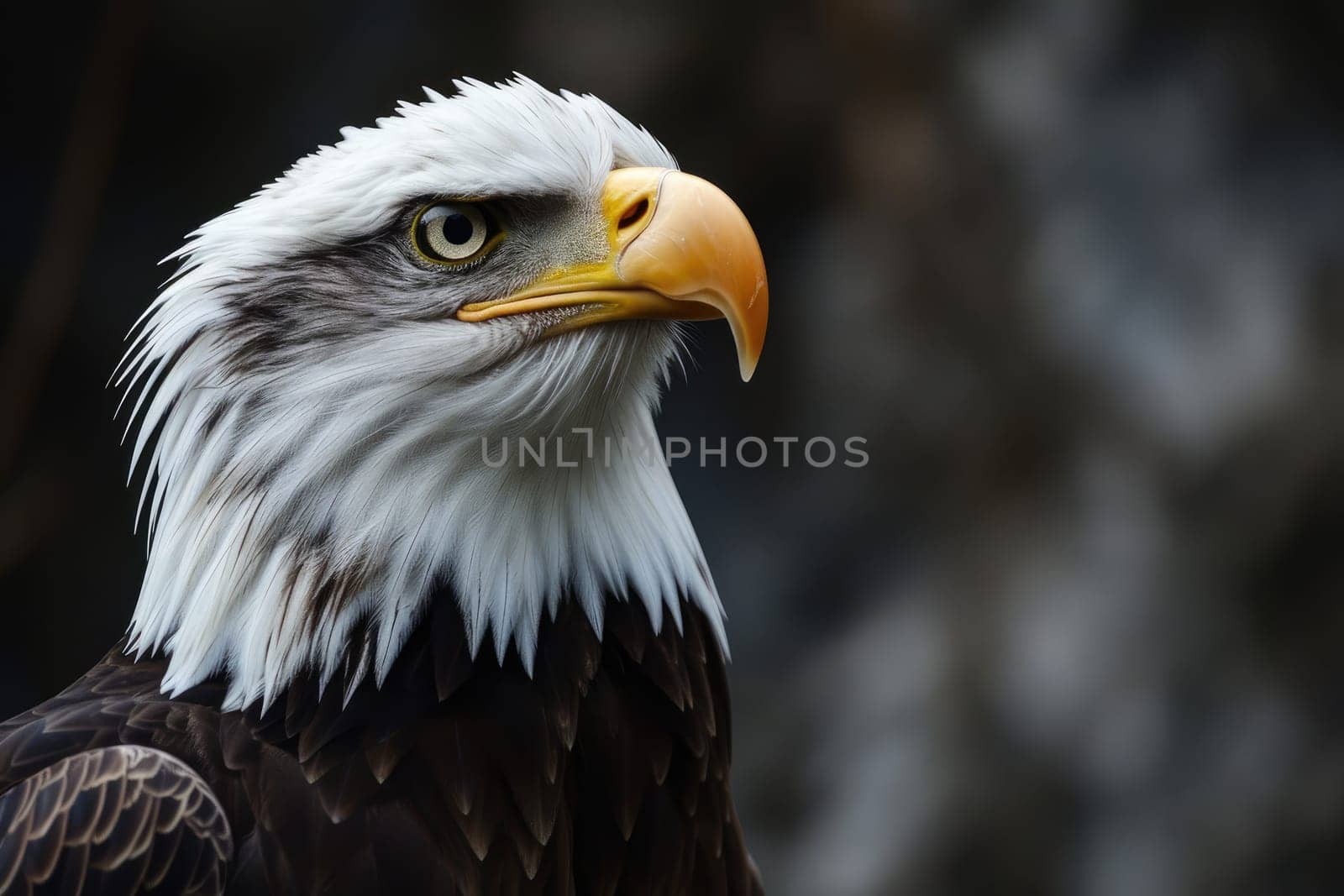 close up eagle on blur background natural . Ai generation.