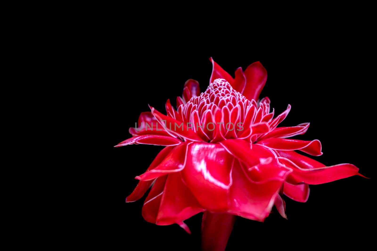 A vibrant red tropical flower pops against a dark background, symbolizing sophistication and intense emotion.