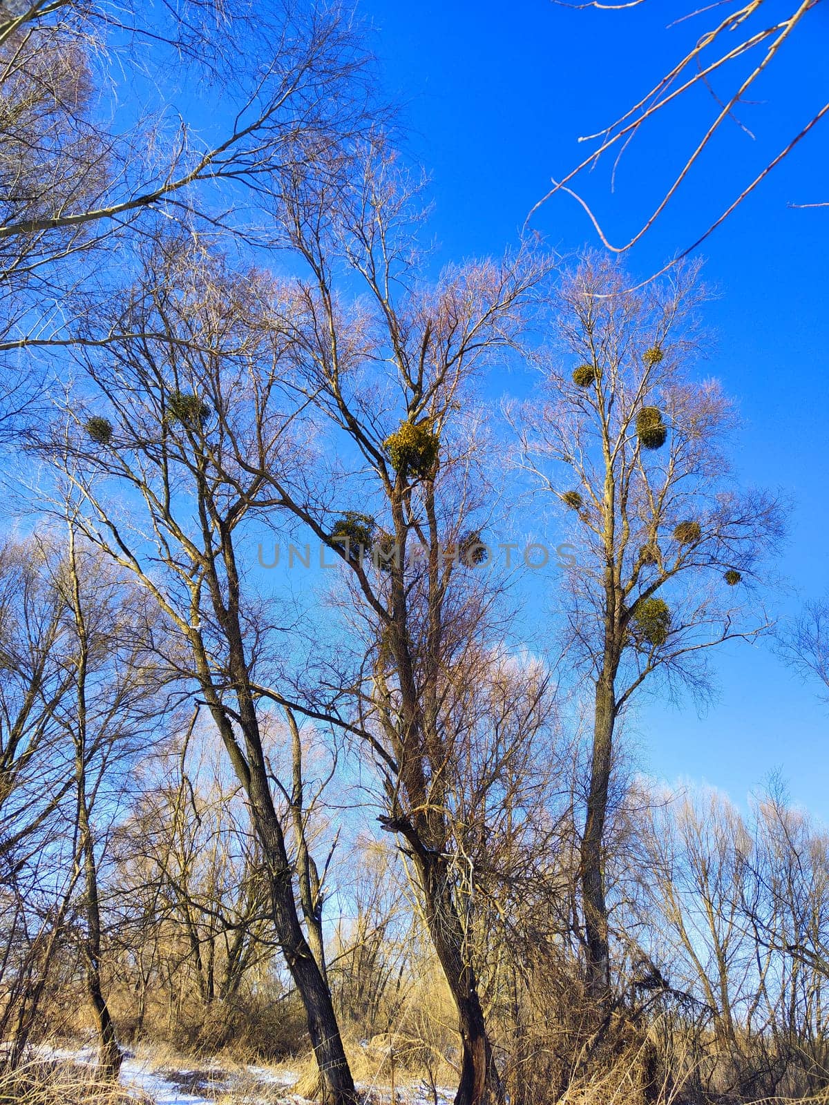 Thickets trees, with mistletoe parasite on the branches