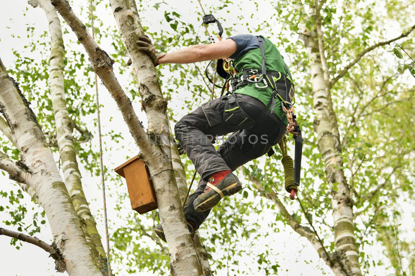 Man climber on a tree to trim branches by Godi