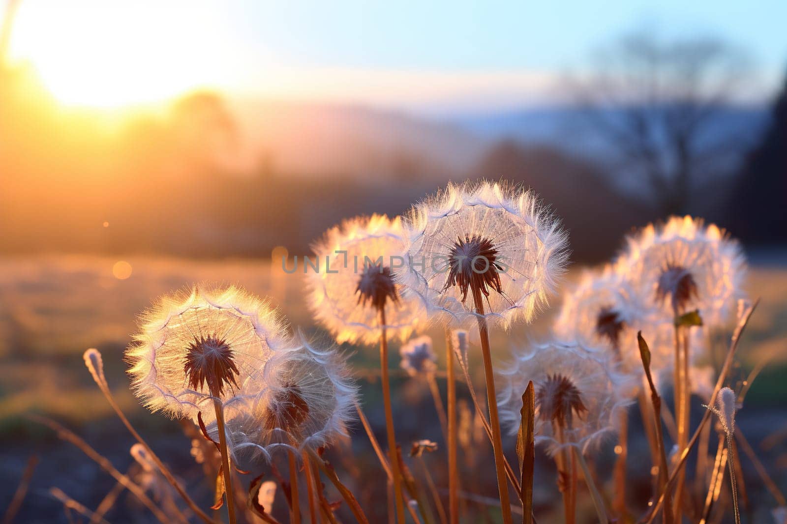 Close-up of dandelions in a field at sunset. Spring, summer background.