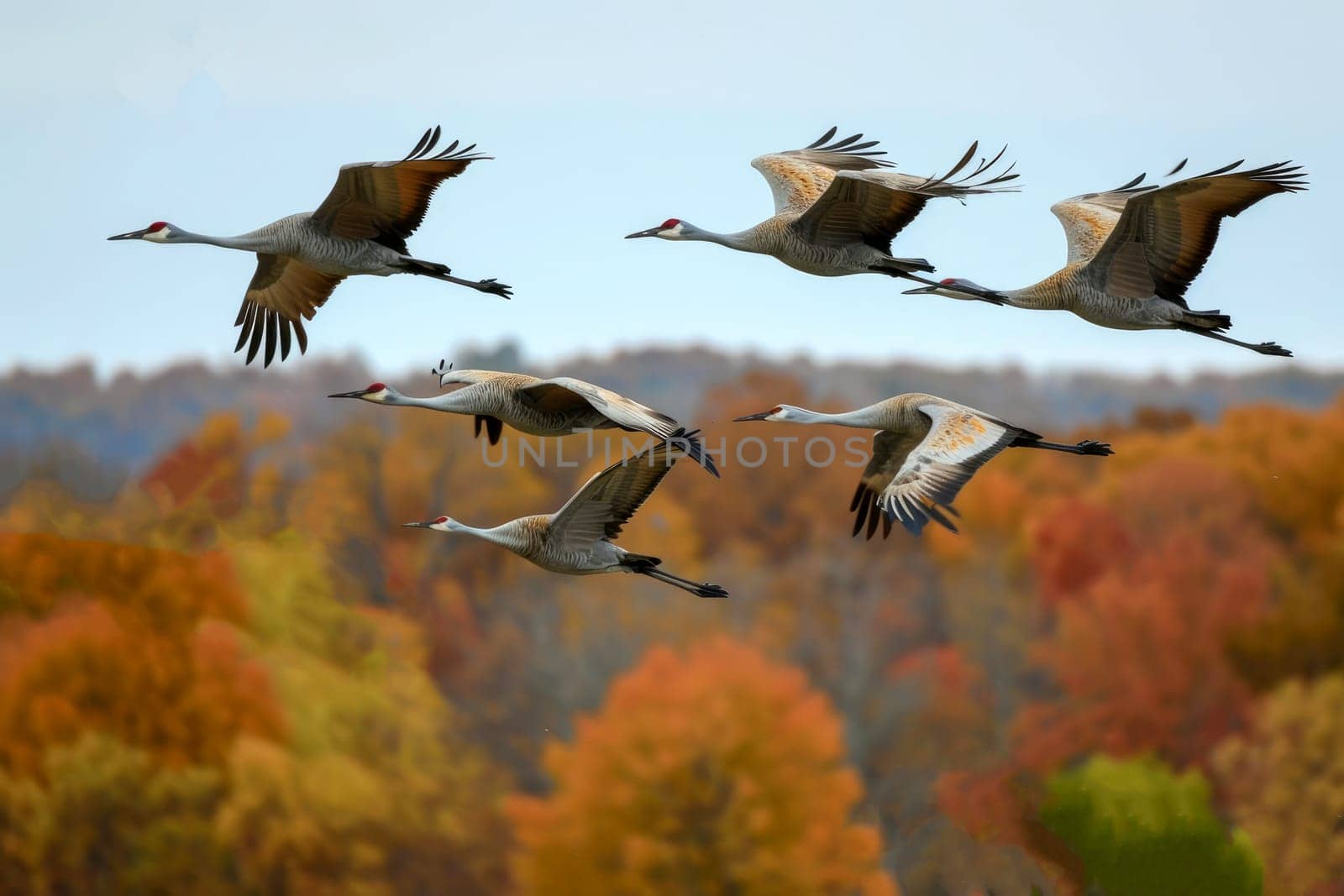 A flock of Sandhill Cranes during their fall migration. AI generative.