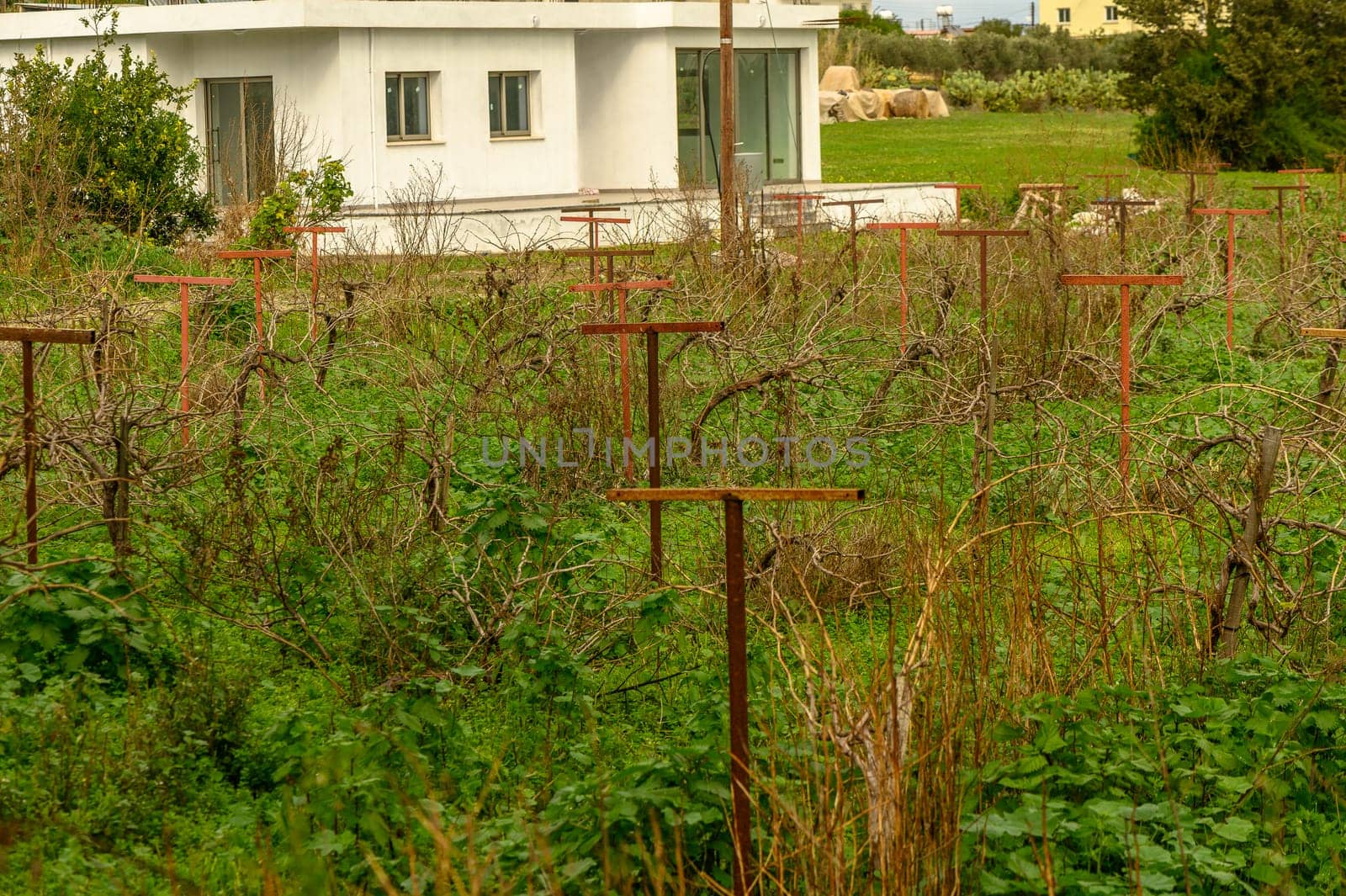 grapevine on supports in winter in Cyprus