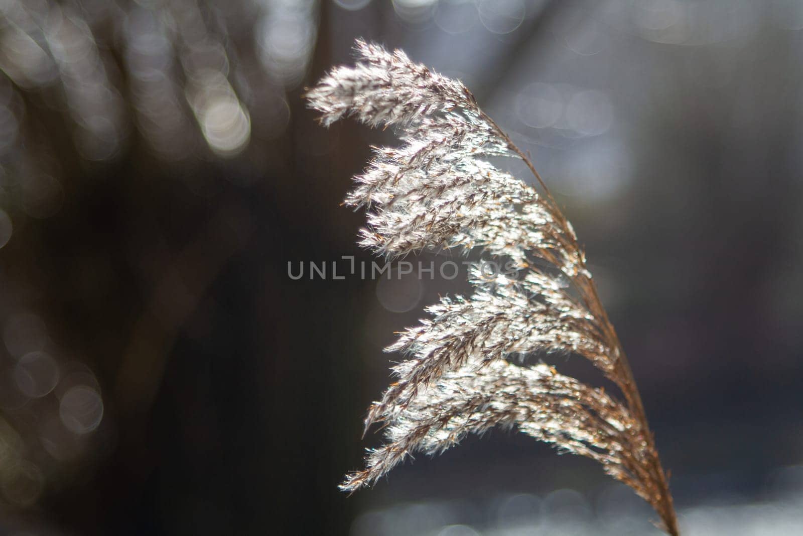 A close-up of a dry reed in the sunlight. High quality photo