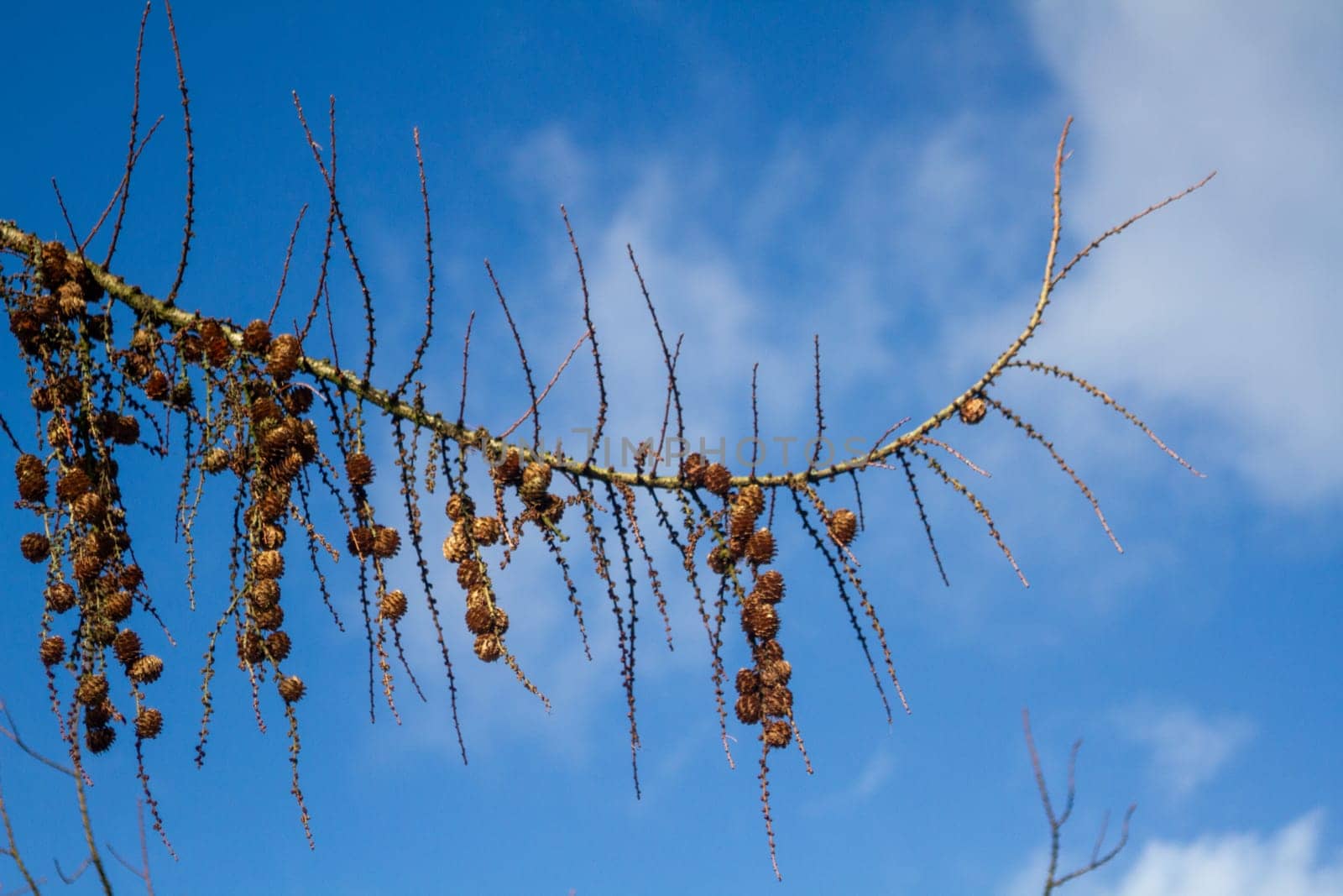 Larix decidua, the European larch, is a species of larch. Germany. High quality photo