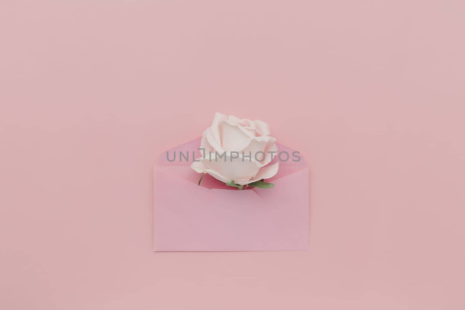 Romantic Pink Rose and Petals in a Festive Gift Envelope for Valentine's Day, Holidays, Love Celebrations, Birthdays, Anniversaries, Weddings, or any Special Occasion Decoration by iamnoonmai