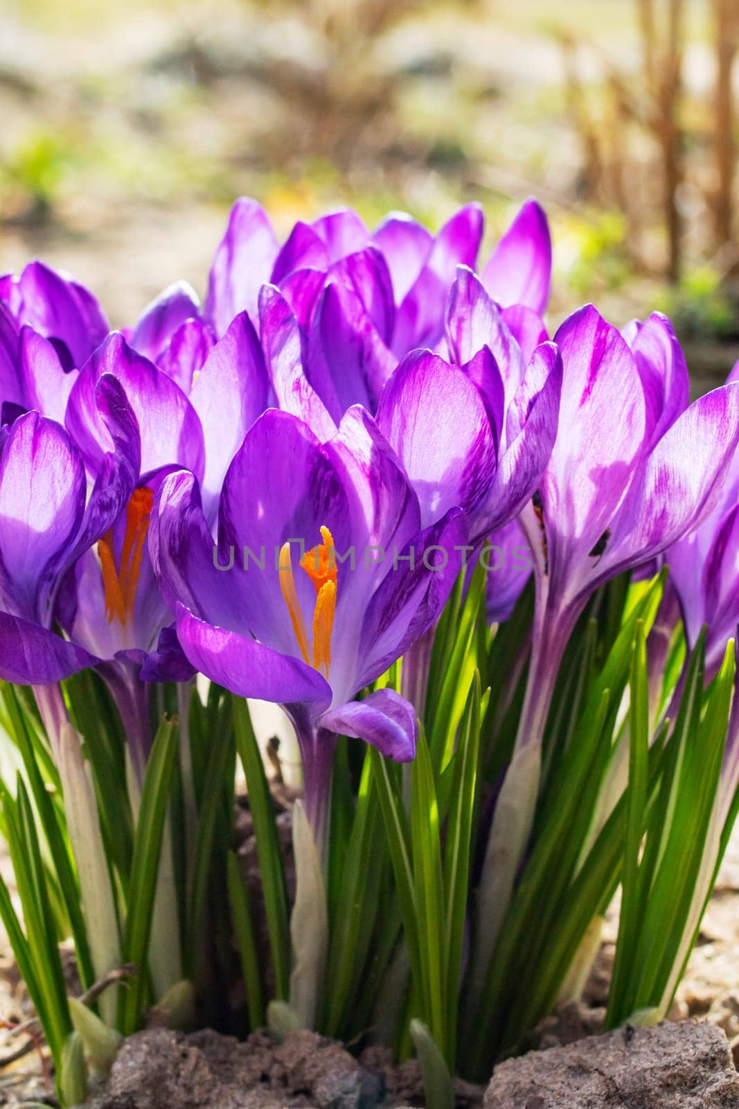 Purple flowers of violet macro photography close up by Vera1703