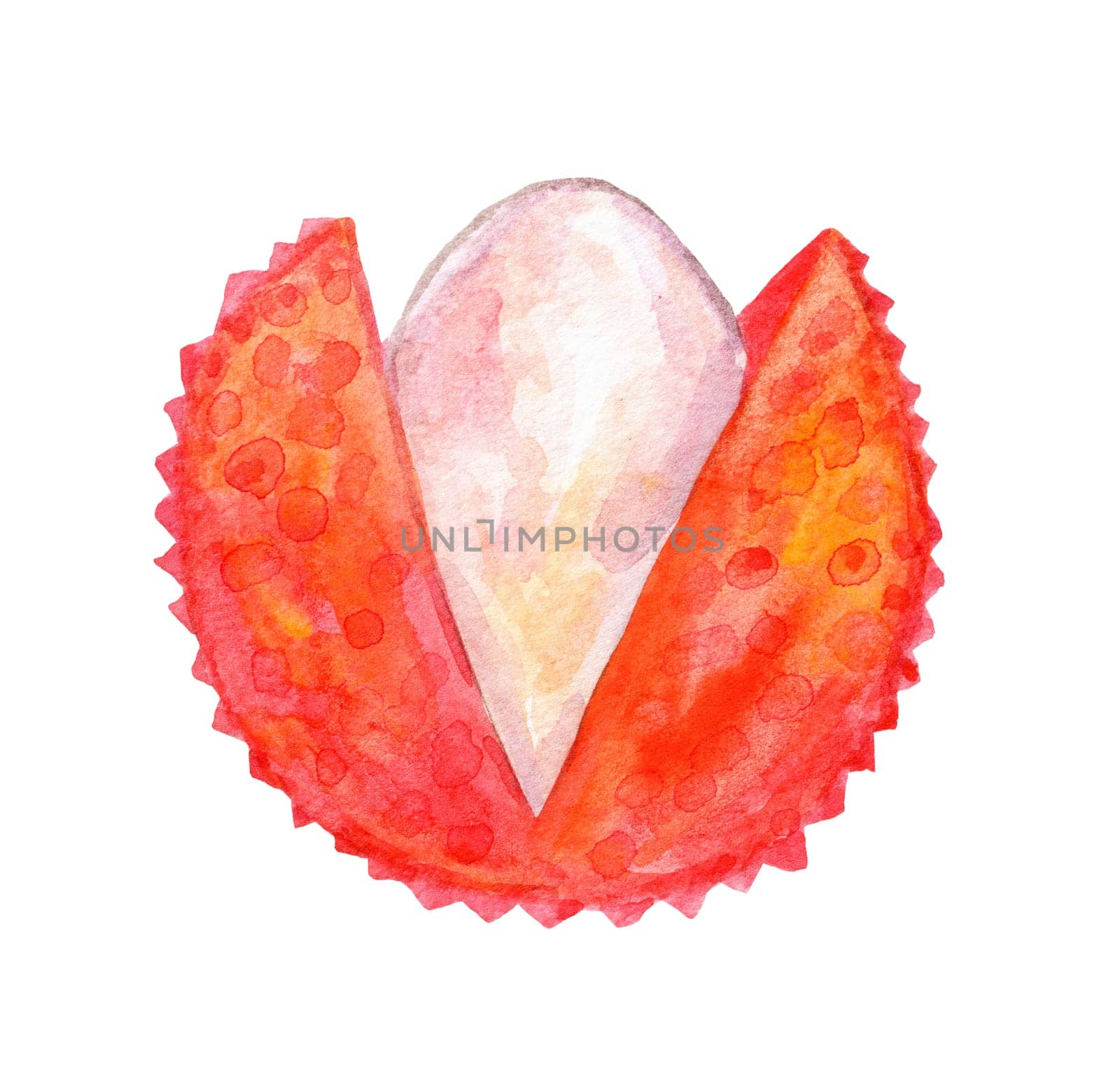 Watercolor cut lychee fruit illustration isolated on white background