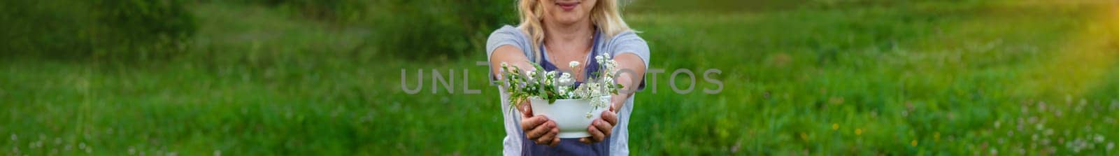 A woman in the garden collects medicinal herbs for tinctures and alternative medicine. Selective focus. Nature.