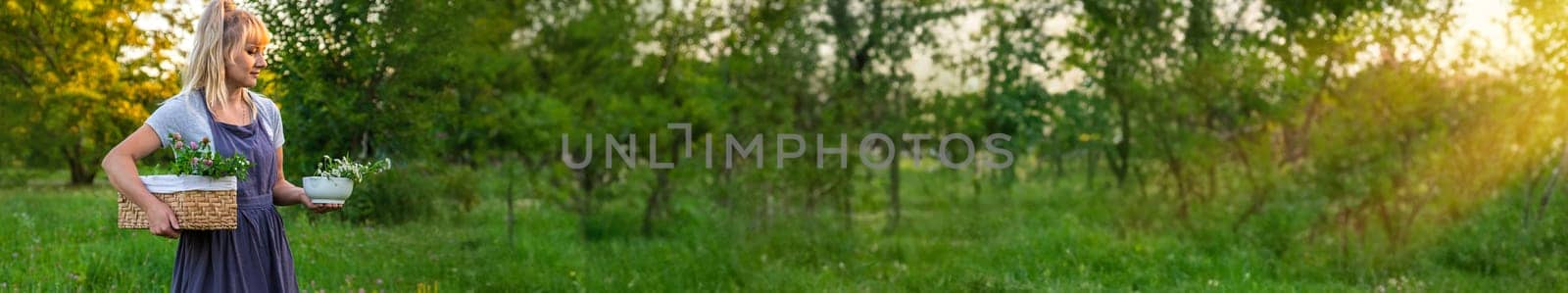 A woman in the garden collects medicinal herbs for tinctures and alternative medicine. Selective focus. Nature.