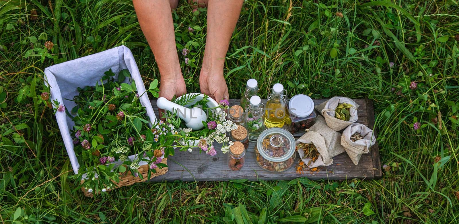 A woman in the garden collects medicinal herbs for tinctures and alternative medicine. Selective focus. Nature.