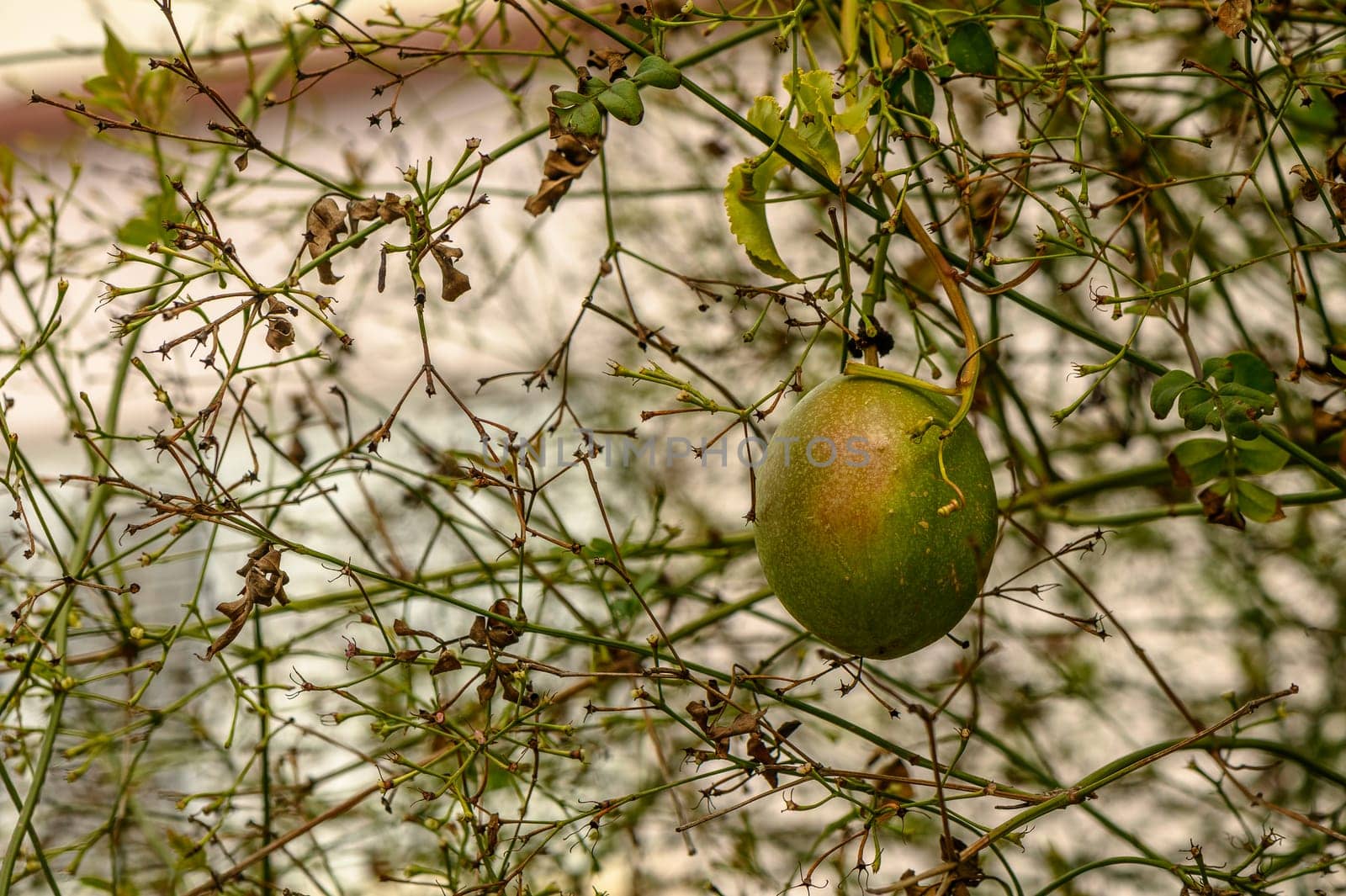 passion fruit in a village in winter in Cyprus 1