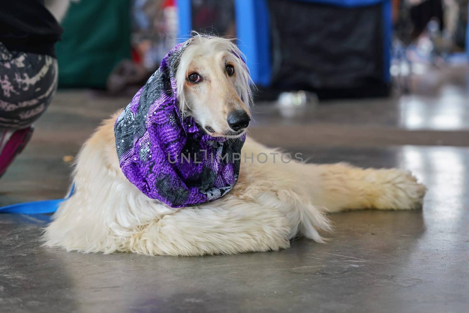 White Russian borzoi dog with violet scarf around neck, laying on the stone floor in hall, waiting at dog exhibition competition by Ivanko