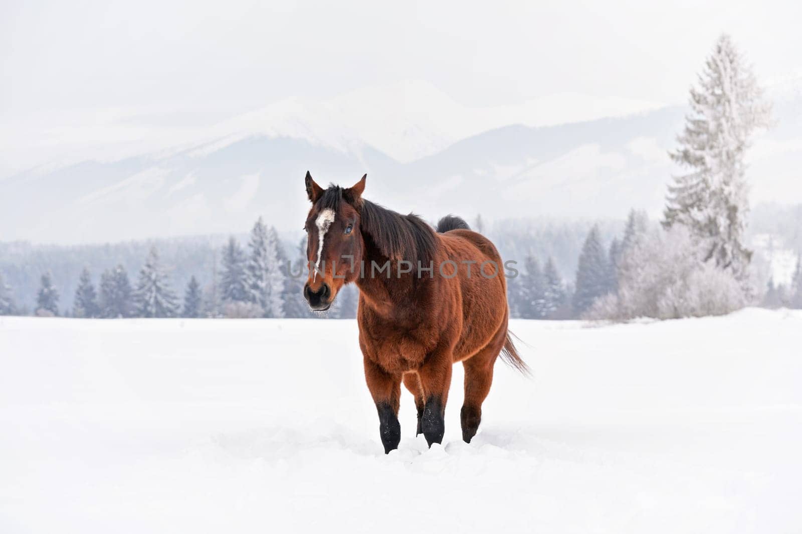 Brown horse walks towards camera on snow covered field in winter, blurred trees and mountains in background