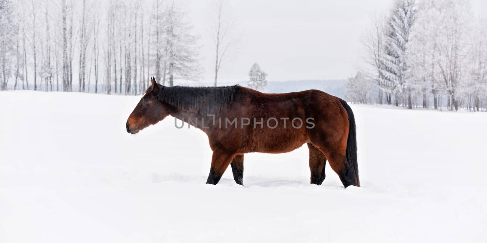 Dark brown horse walks on snow covered field in winter, view from side