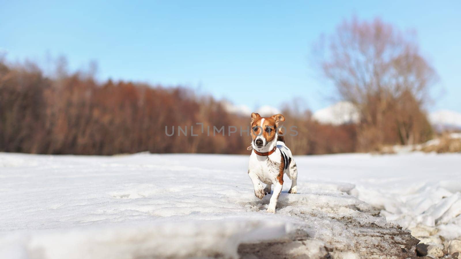 Small Jack Russell terrier walking on melting snow covered river, on a sunny spring day