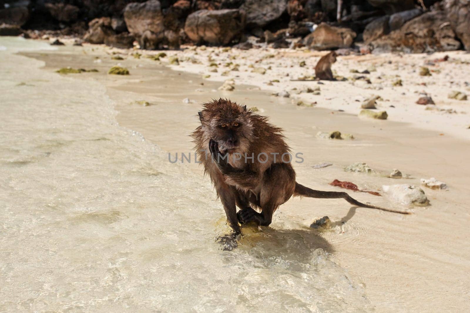 Wet crab eating macaque - Macaca fascicularis - standing in shallow sea water on sun lit beach by Ivanko