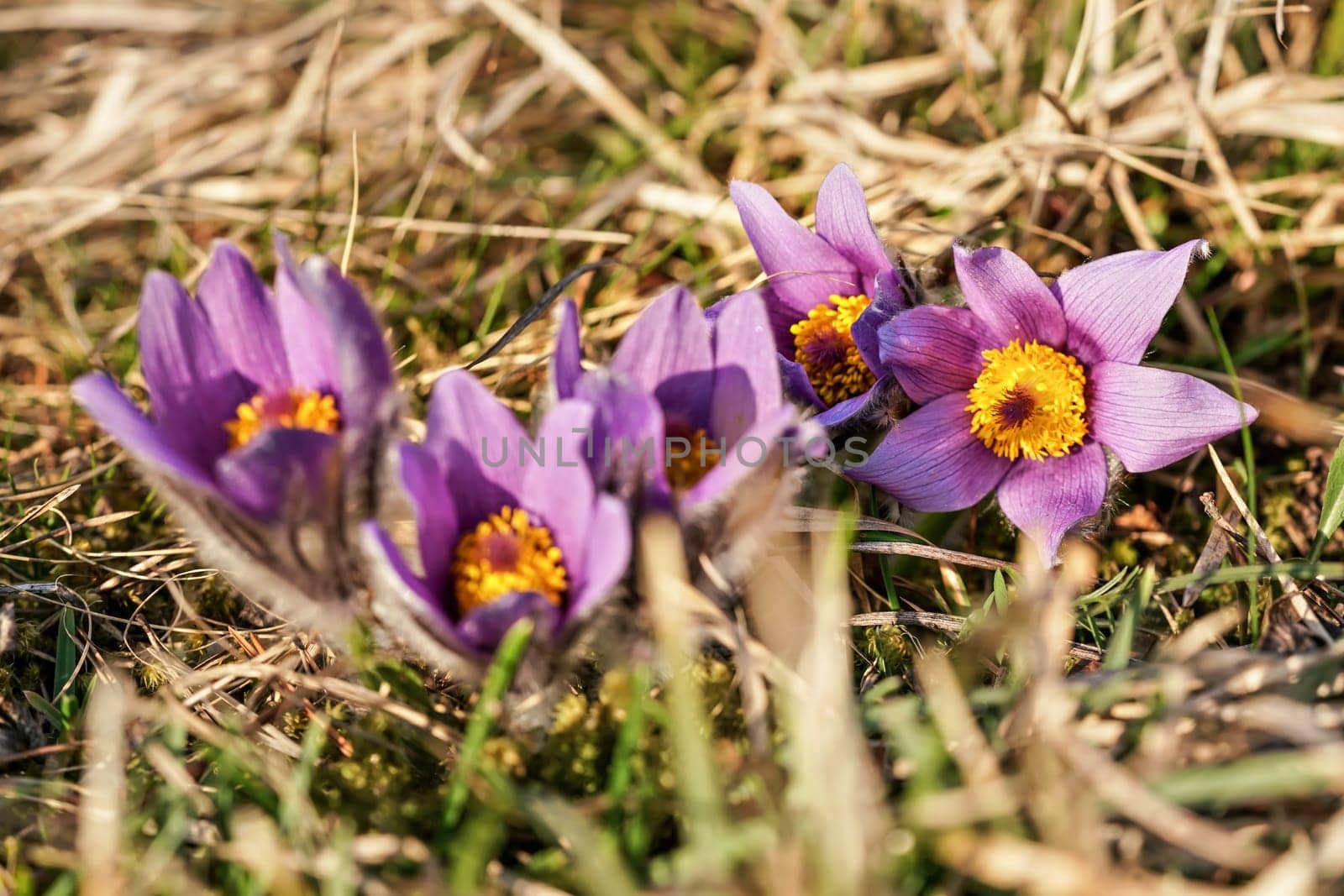 Sun shines on group of purple and yellow greater pasque flower - Pulsatilla grandis - growing in dry grass, close up detail by Ivanko