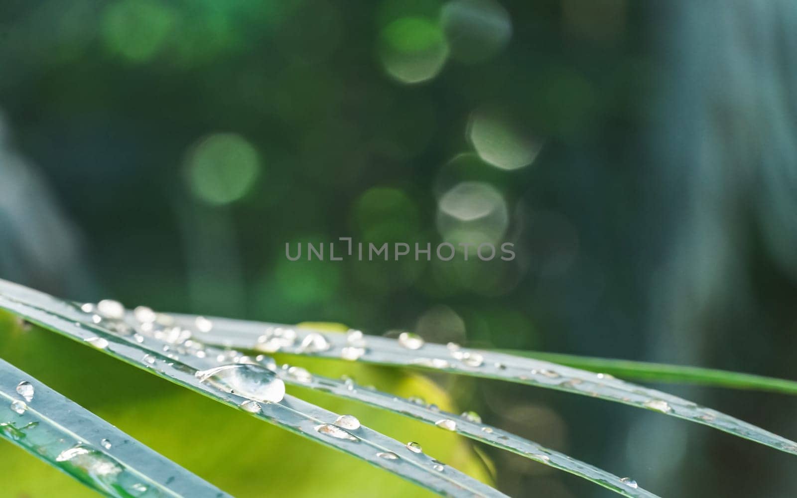 Drops of morning dew on green palm leaf, closeup detail with nice bokeh (space for text) above by Ivanko