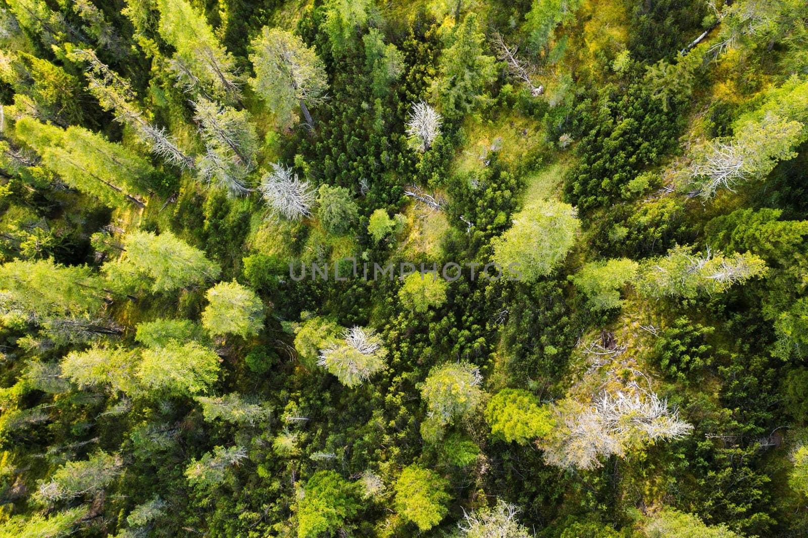 Evergreen fir trees with lush branches grow in forest in highland. Scenic landscape of wilderness in Italian Alpine mountains aerial view