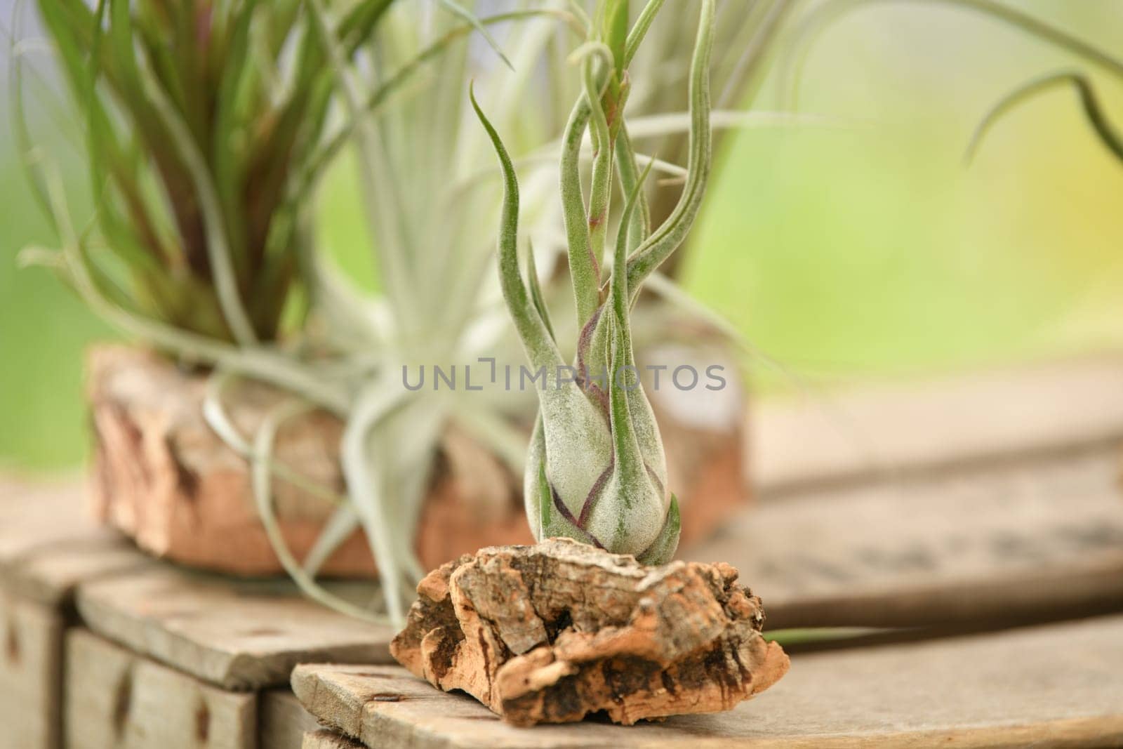 A green tillandsia air plants into the wood