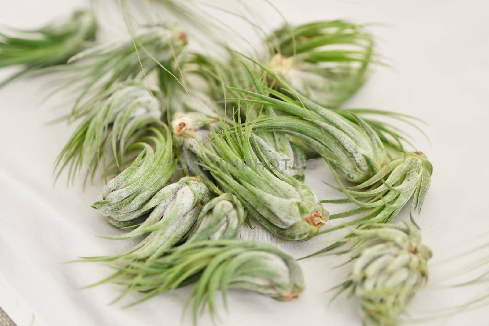 Green tillandsia air plants on a white background by Godi