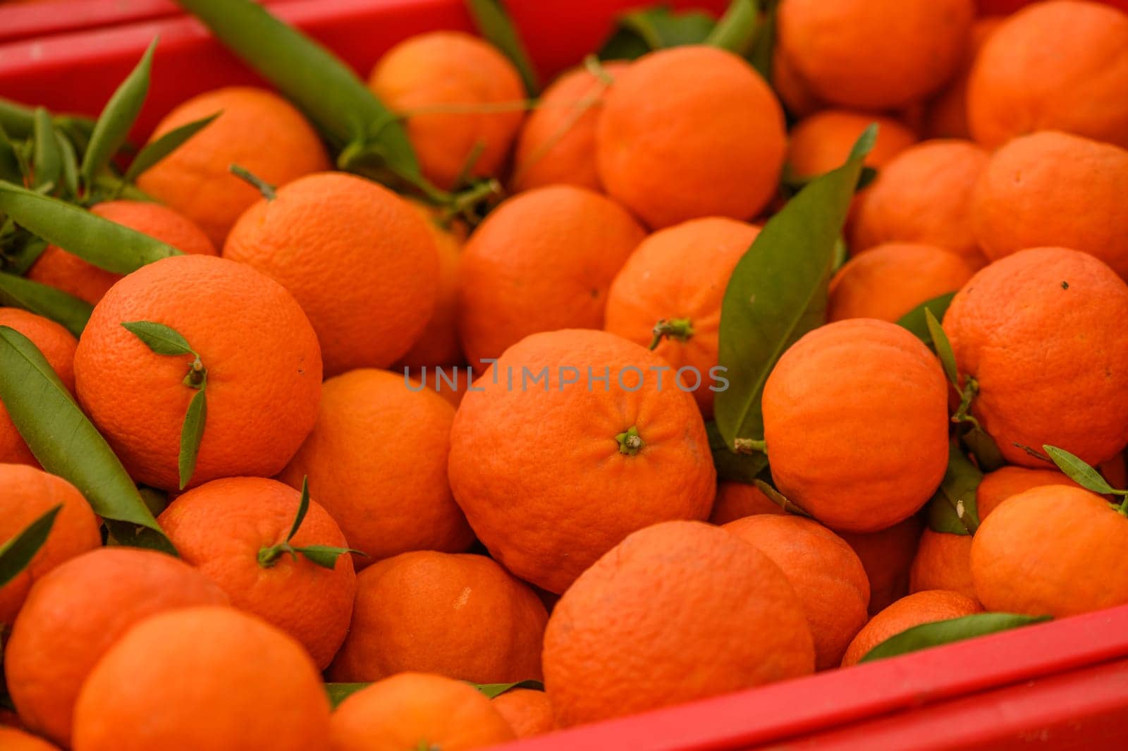 juicy fresh tangerines in boxes for sale in Cyprus in winter 2