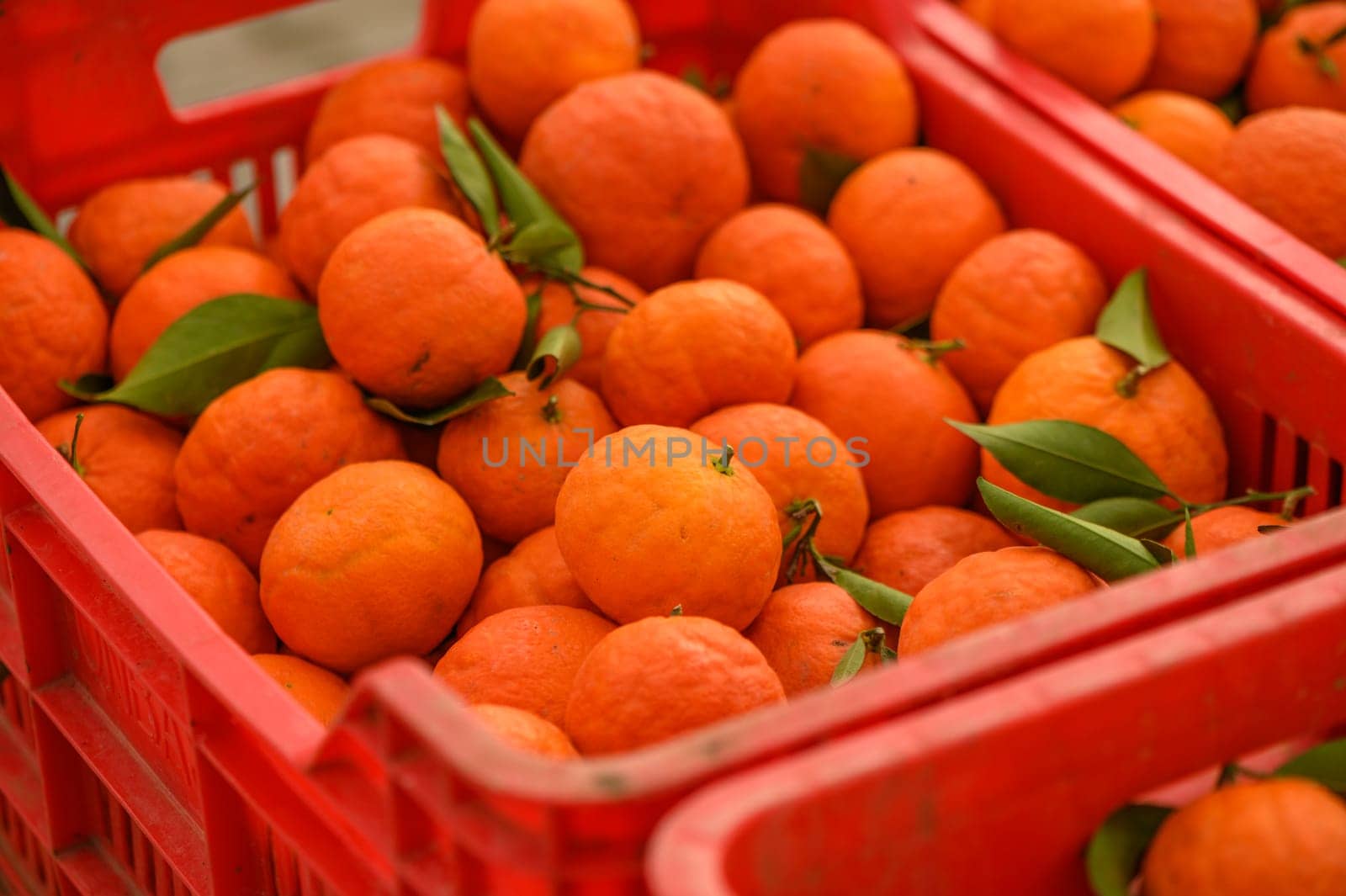 juicy fresh tangerines in boxes for sale in Cyprus in winter 9 by Mixa74