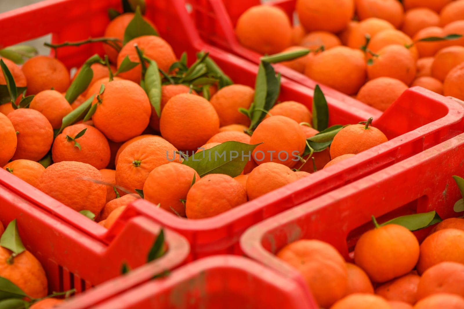 juicy fresh tangerines in boxes for sale in Cyprus in winter 9