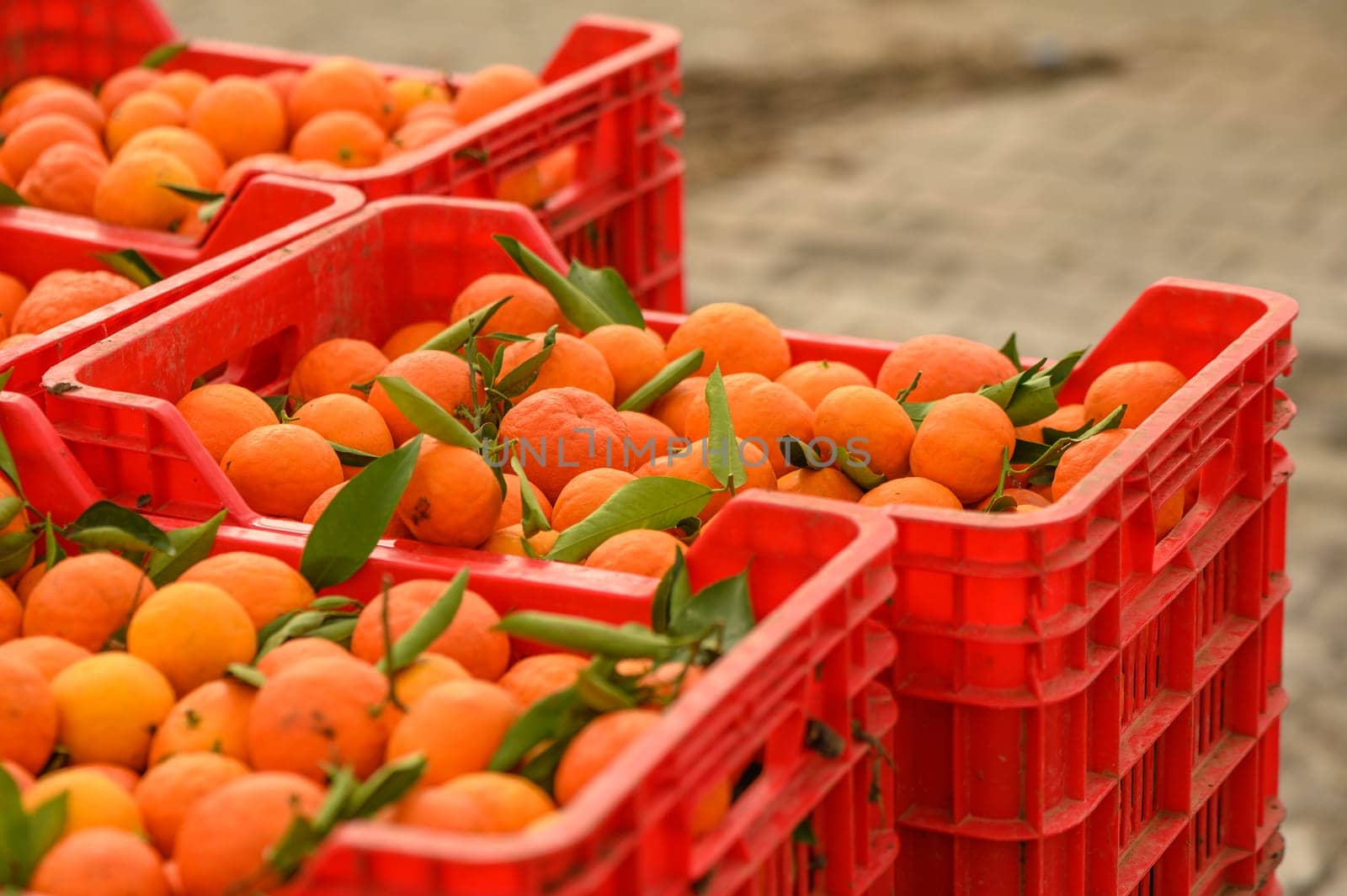 juicy fresh tangerines in boxes for sale in Cyprus in winter 12