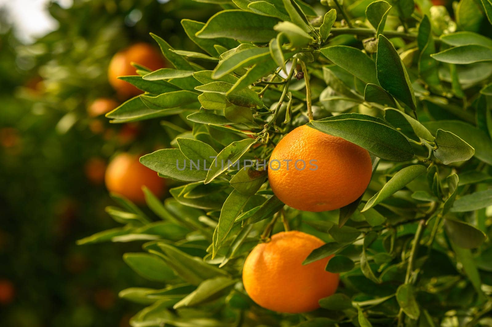 juicy fresh tangerines in a garden in Cyprus in winter