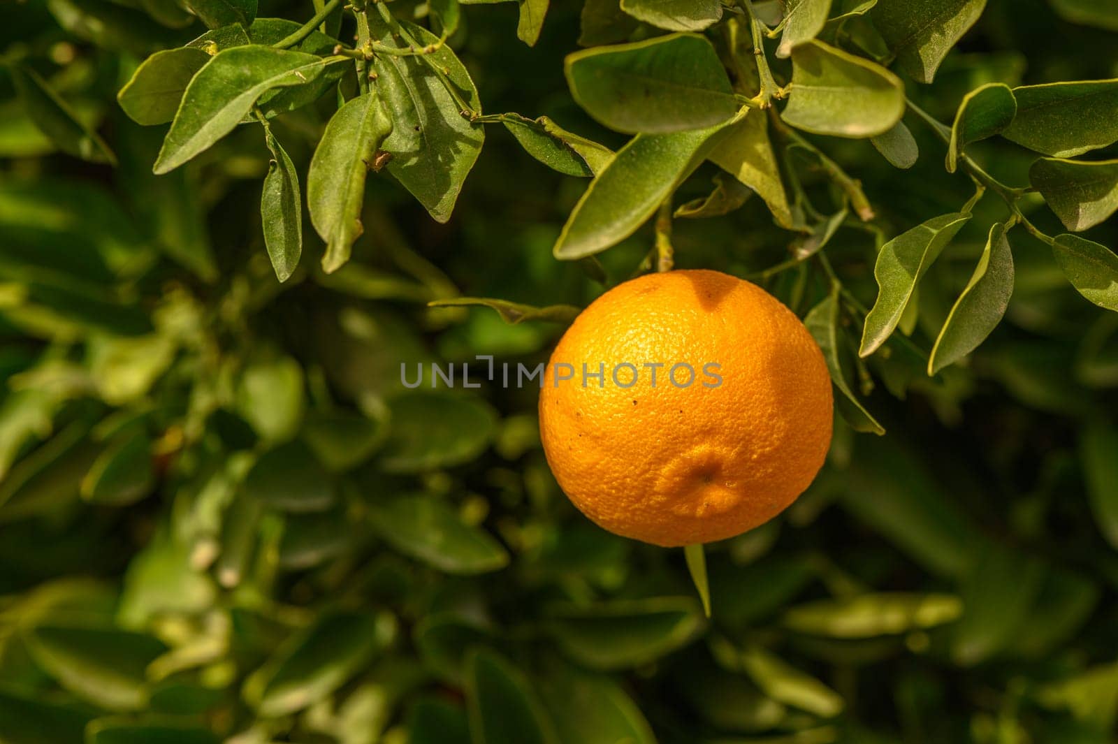 juicy fresh tangerines in a garden in Cyprus in winter 2