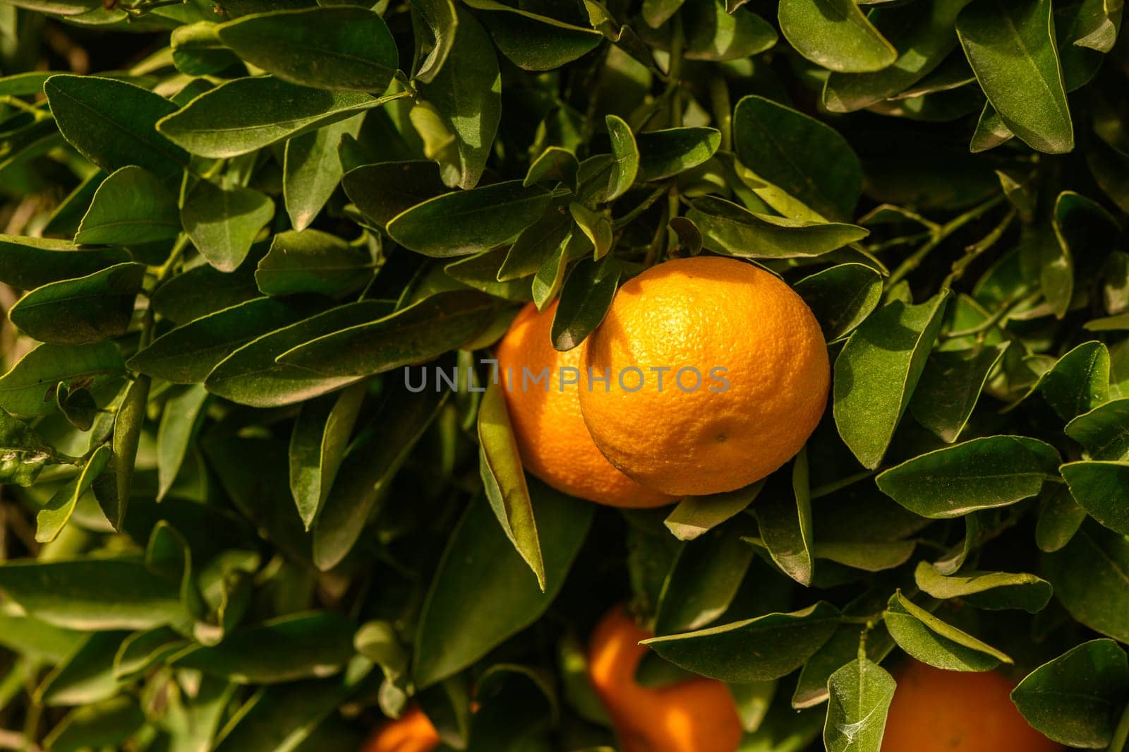 juicy fresh tangerines in a garden in Cyprus in winter 5