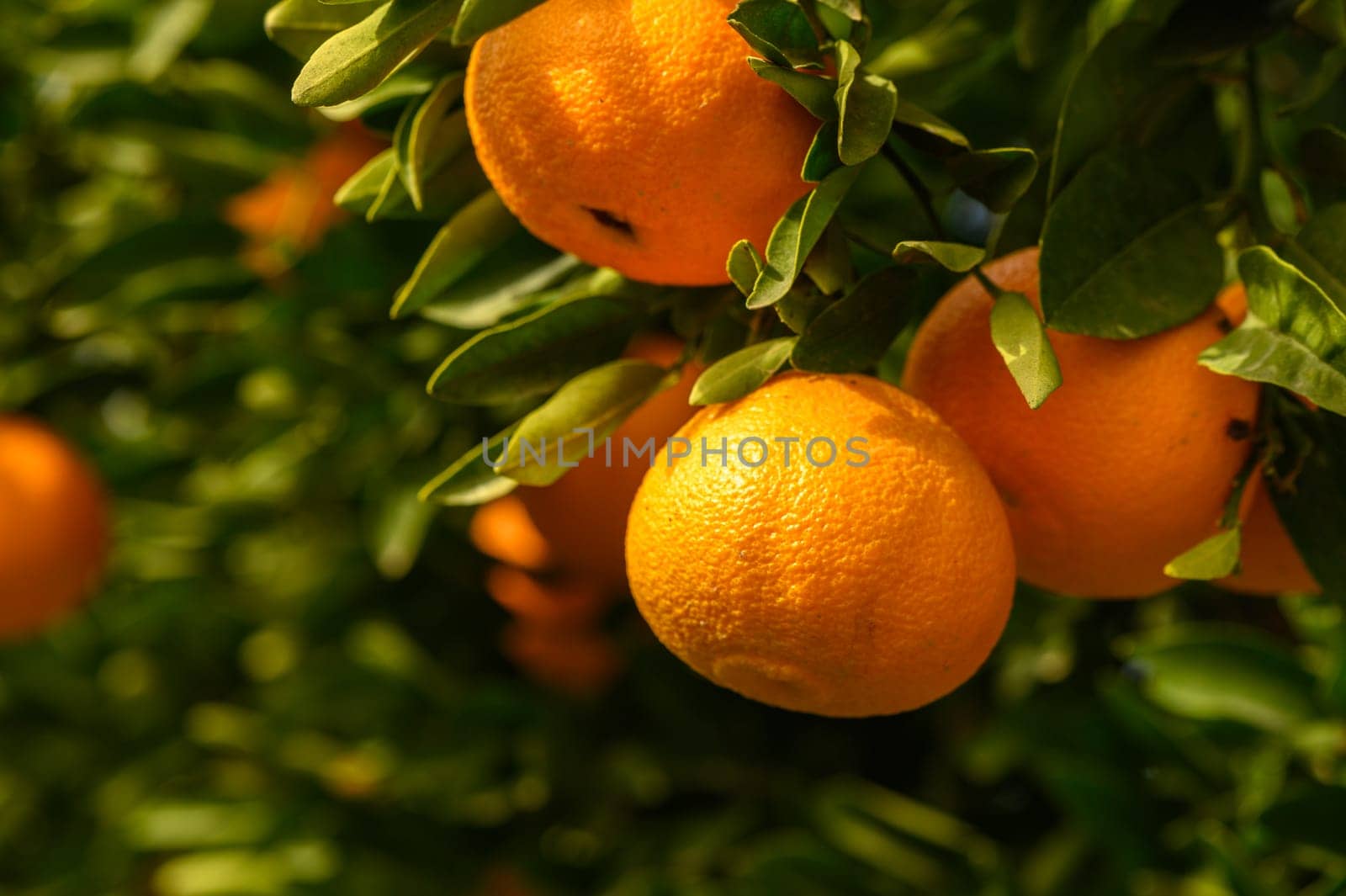 juicy fresh tangerines in a garden in Cyprus in winter 6