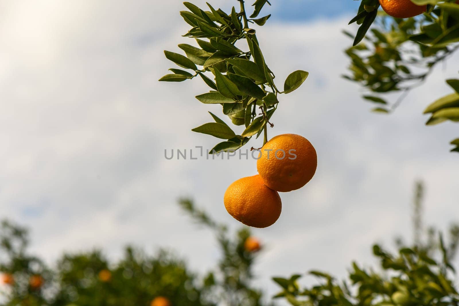 juicy fresh tangerines in a garden in Cyprus in winter 7