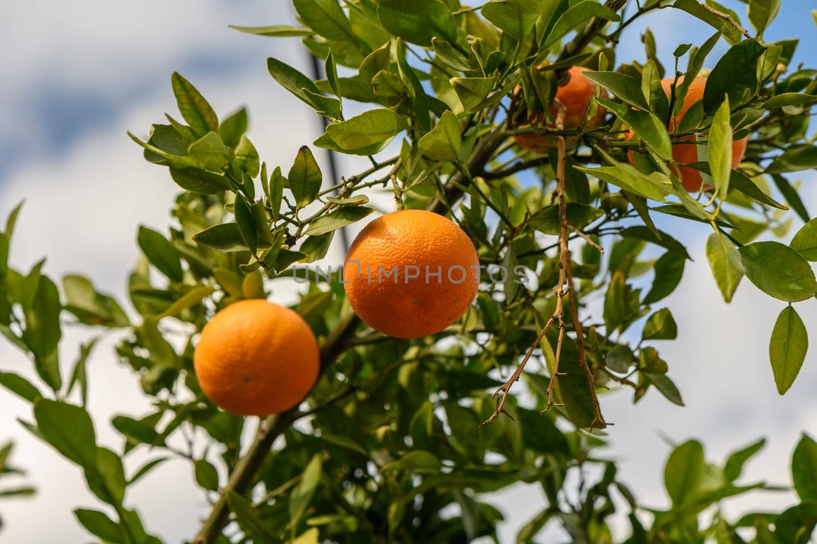 juicy fresh tangerines in a garden in Cyprus in winter 14