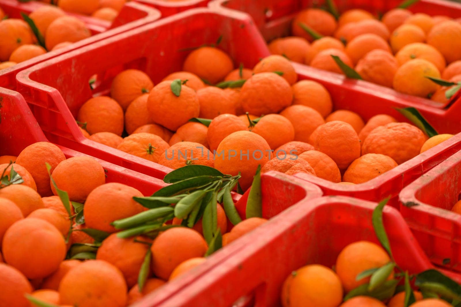 juicy fresh tangerines in boxes for sale in Cyprus in winter 14