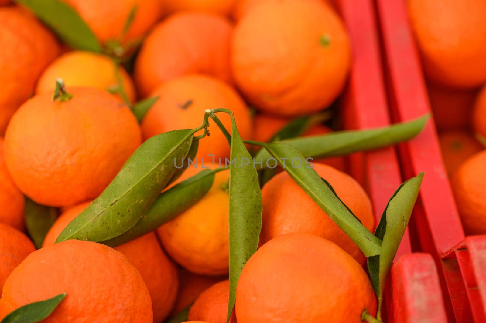 juicy fresh tangerines in boxes for sale in Cyprus in winter 17