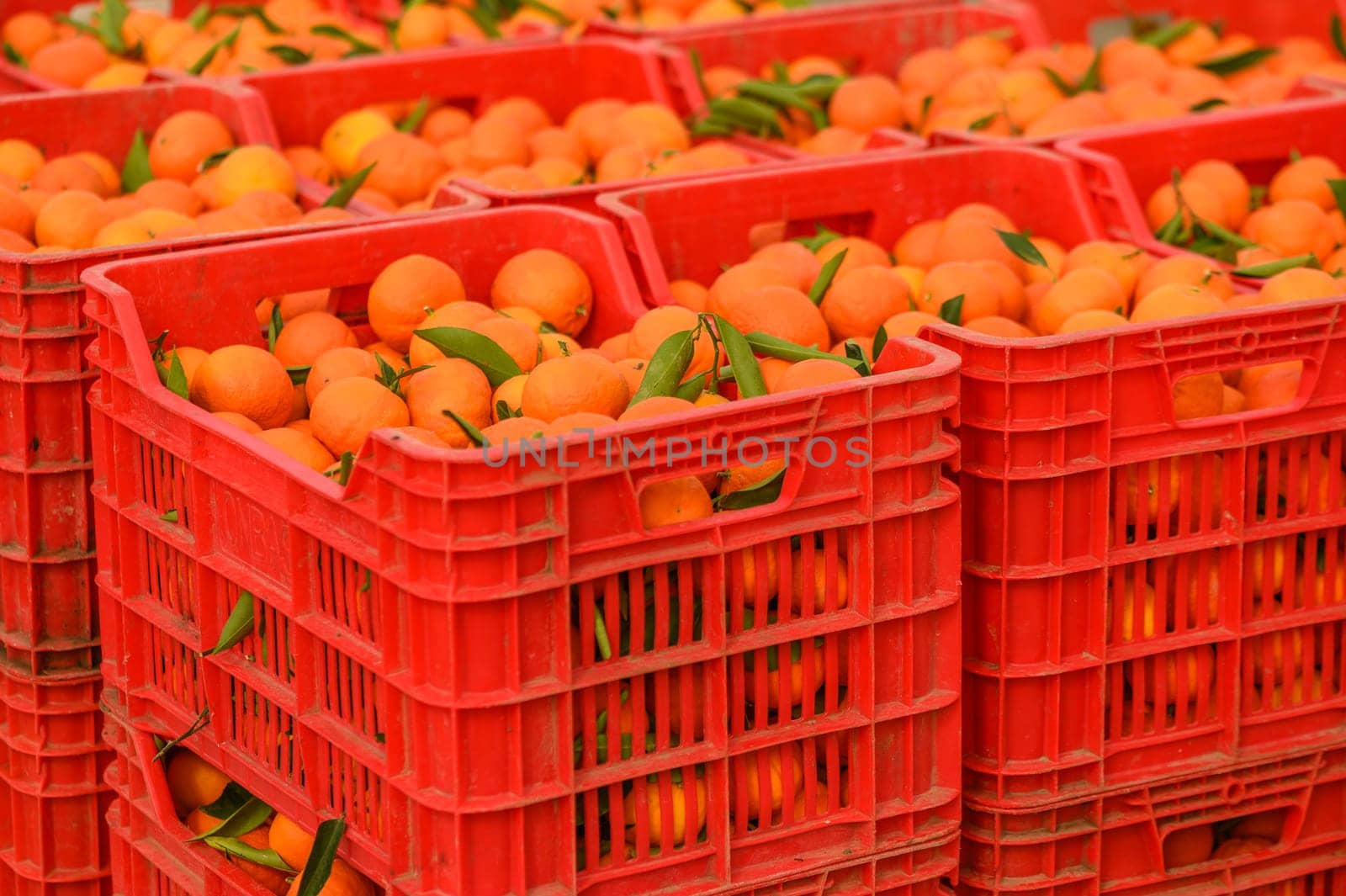 juicy fresh tangerines in boxes for sale in Cyprus in winter 18