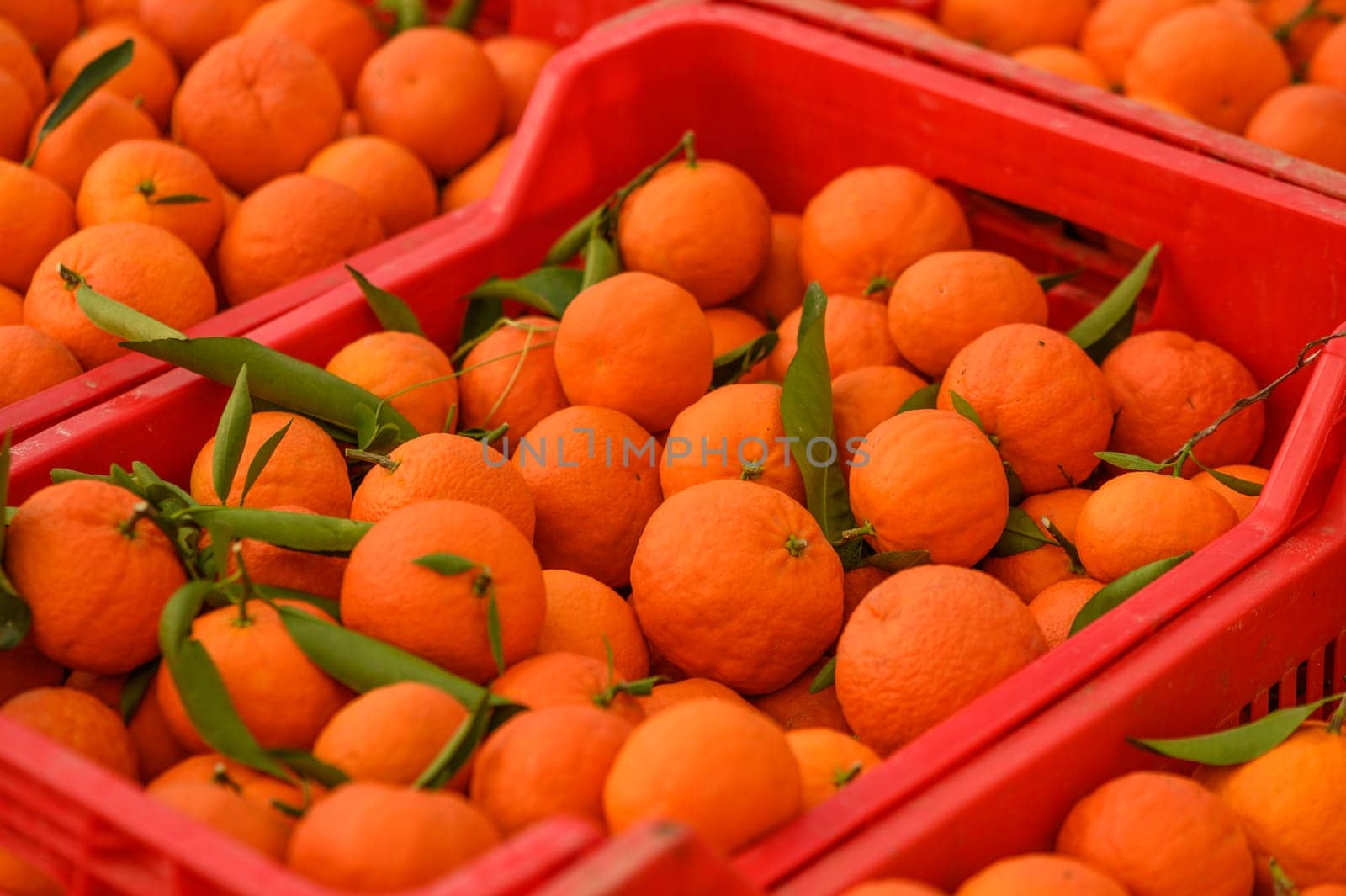 juicy fresh tangerines in boxes for sale in Cyprus in winter 28