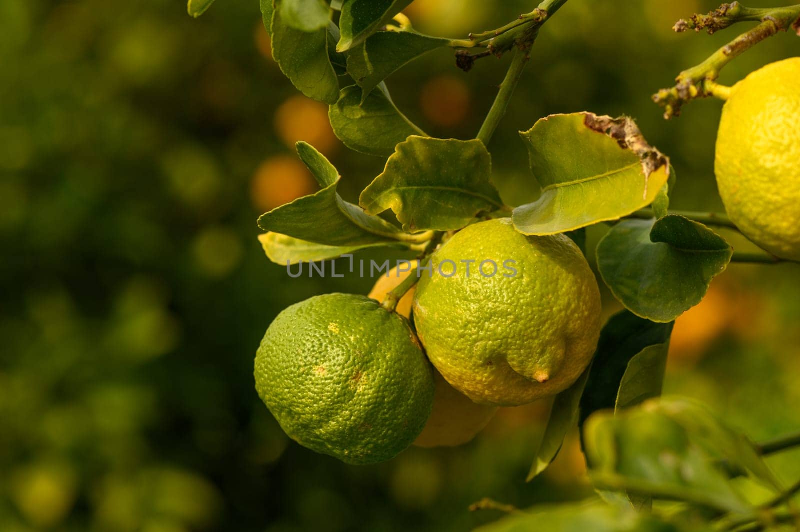 juicy fresh lemons in a garden in Cyprus in winter 8
