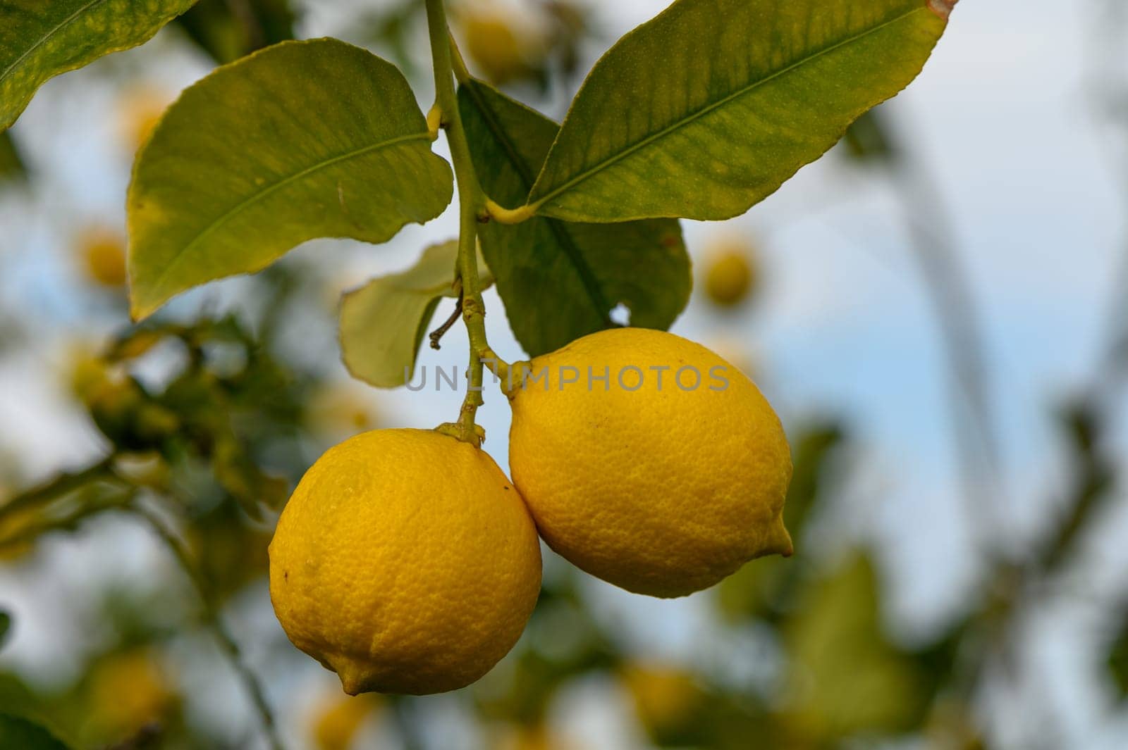 juicy fresh lemons in a garden in Cyprus in winter 6