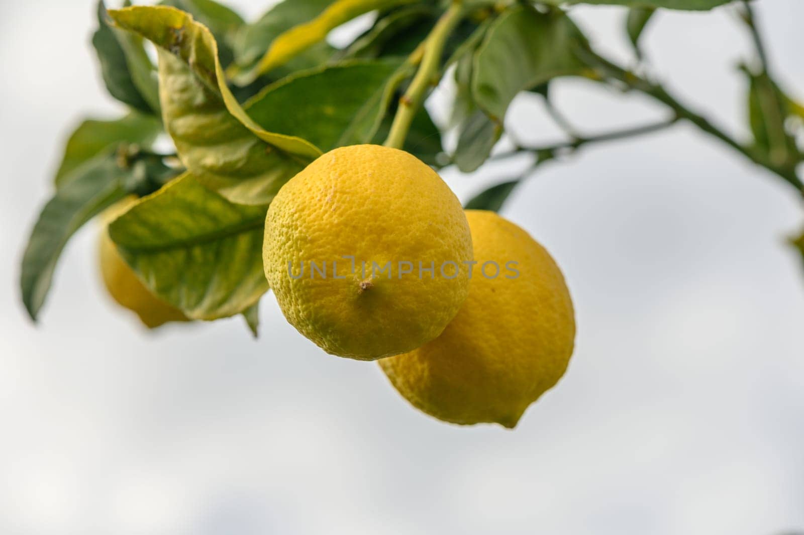 juicy fresh lemons in a garden in Cyprus in winter 3