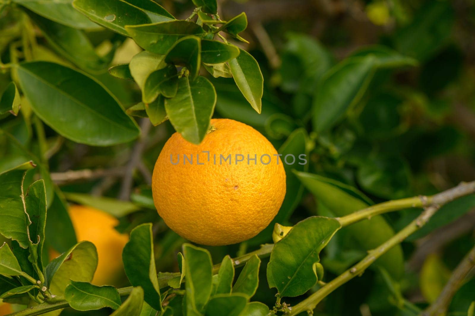 juicy fresh oranges in a garden in Cyprus in winter 5