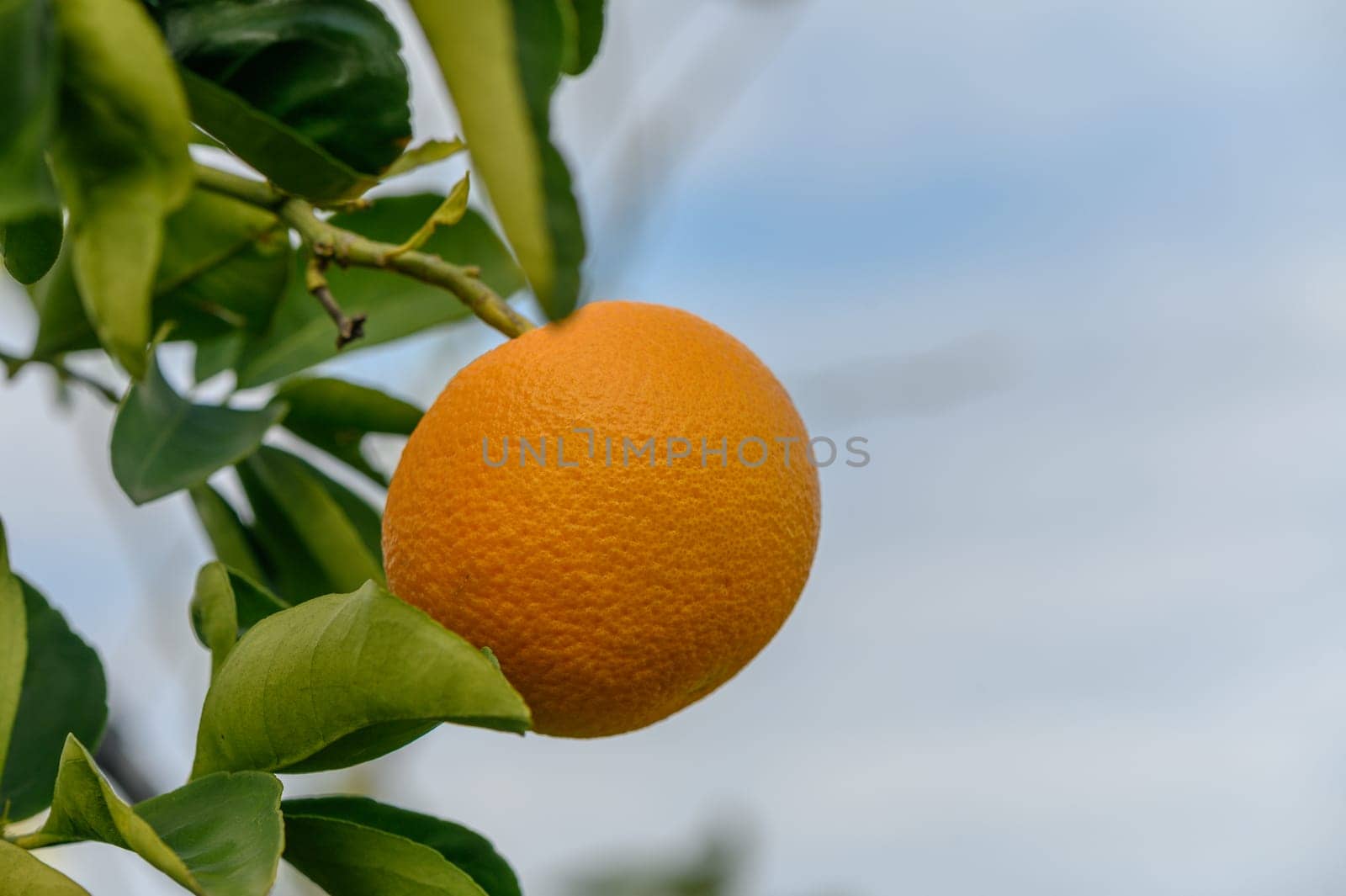 juicy fresh oranges in a garden in Cyprus in winter 4