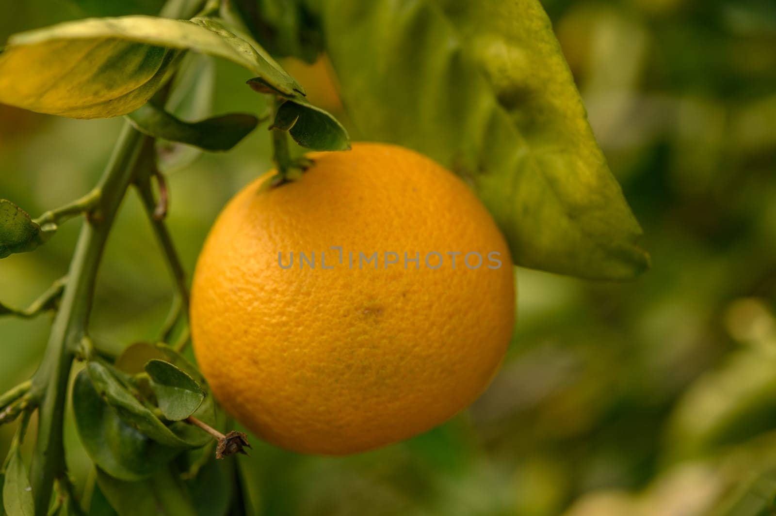 juicy fresh oranges in a garden in Cyprus in winter 3